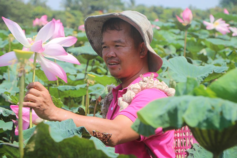 Chuyện anh Bo “liều” mê trồng sen hữu cơ